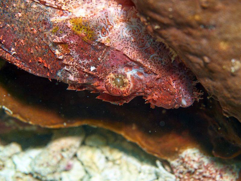 Scorpion Fish, Seulako Cave
